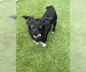 Mutt Dogs for adoption in Salinas, CA, USA