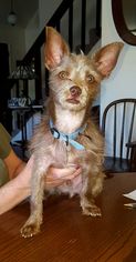 Silkyhuahua Dogs for adoption in Colorado Springs , CO, USA