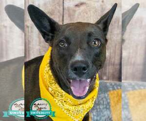 Labrador Retriever-Unknown Mix Dogs for adoption in Kennesaw, GA, USA