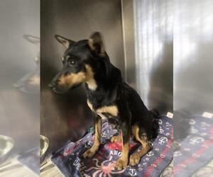 Chihuahua Dogs for adoption in Bakersfield, CA, USA