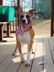Boxer Dogs for adoption in Wetumpka, AL, USA