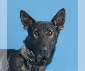 German Shepherd Dog Dogs for adoption in Pasadena, CA, USA