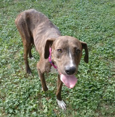 Plott Hound-Unknown Mix Dogs for adoption in Newtown Square, PA, USA