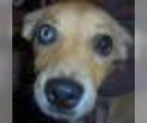 Cardigan Welsh Corgi Dogs for adoption in Zanesville, OH, USA