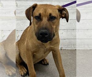 Labrador Retriever-Unknown Mix Dogs for adoption in San Bernardino, CA, USA