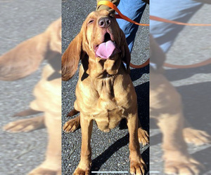 Bloodhound Dogs for adoption in Cologne, NJ, USA