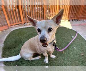 Chihuahua-Unknown Mix Dogs for adoption in Las Vegas, NV, USA