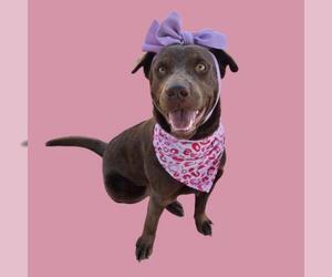 Labrador Retriever-Unknown Mix Dogs for adoption in Bakersfield, CA, USA