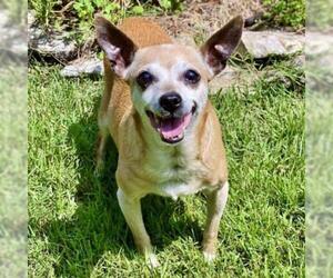 Chihuahua Dogs for adoption in Helena, AL, USA