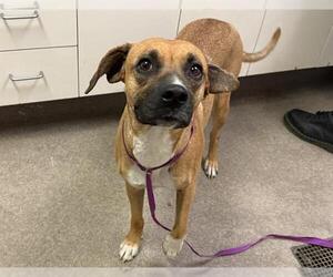 Boxer-Unknown Mix Dogs for adoption in HESPERIA, CA, USA