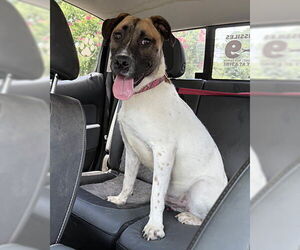 Pointer-Unknown Mix Dogs for adoption in Newfoundland, PA, USA