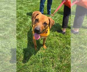 Retriever -Unknown Mix Dogs for adoption in Woodbury, NY, USA