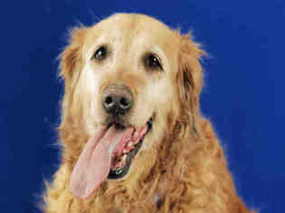 Golden Retriever Dogs for adoption in Fort Collins, CO, USA