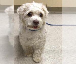 Poodle (Miniature) Dogs for adoption in Riverside, CA, USA