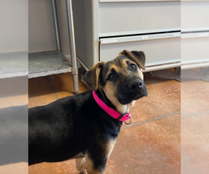 German Shepherd Dog-Unknown Mix Dogs for adoption in Bolivar, MO, USA