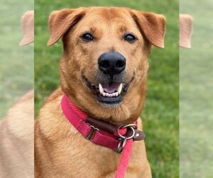 Golden Labrador Dogs for adoption in Rowayton, CT, USA