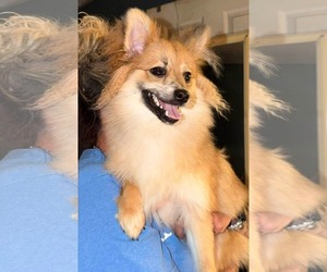 Chiranian Dogs for adoption in Westwood, NJ, USA