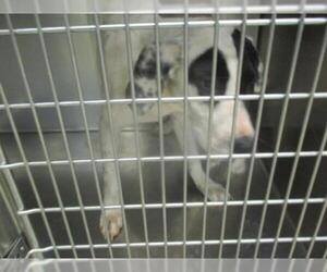 Pointer Dogs for adoption in Oklahoma City, OK, USA
