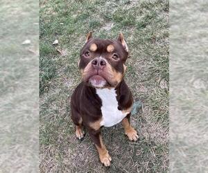 American Pit Bull Terrier-Bulldog Mix Dogs for adoption in Lee's Summit, MO, USA