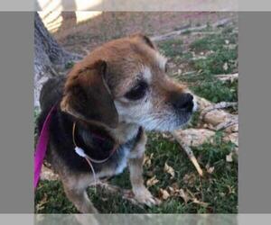 Puggle Dogs for adoption in Henderson, NV, USA