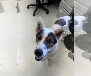 Australian Shepherd-Unknown Mix Dogs for adoption in Santa Cruz, CA, USA