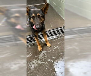 German Shepherd Dog Dogs for adoption in Stockton, CA, USA