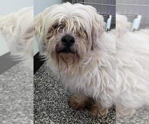 Shih Apso Dogs for adoption in Columbus, IN, USA