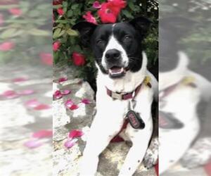 Border Collie Dogs for adoption in San Antonio, TX, USA