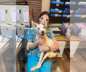 Border Collie-Unknown Mix Dogs for adoption in Amarillo, TX, USA