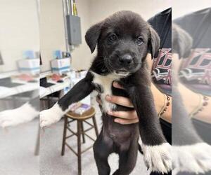 German Shepherd Dog-Unknown Mix Dogs for adoption in Pasadena, TX, USA