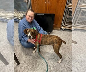 Mountain Cur Dogs for adoption in South Amana, IA, USA