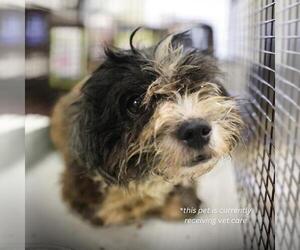 Mutt Dogs for adoption in San Antonio, TX, USA