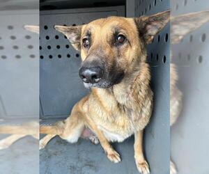 German Shepherd Dog Dogs for adoption in Downey, CA, USA