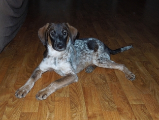 Medium Photo #1 German Shorthaired Pointer-Unknown Mix Puppy For Sale in Harrisburg, PA, USA