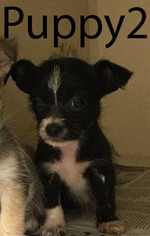 Medium Photo #1 Chihuahua-Unknown Mix Puppy For Sale in Spring, TX, USA