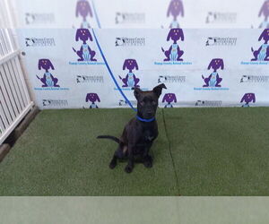 Chihuahua-Unknown Mix Dogs for adoption in Orlando, FL, USA