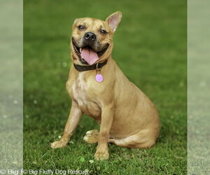 American Pit Bull Terrier-Unknown Mix Dogs for adoption in La Vergne, TN, USA
