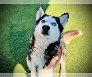 Siberian Husky Dogs for adoption in Orlando, FL, USA