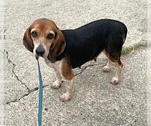 Beagle Dogs for adoption in Dunnellon, FL, USA