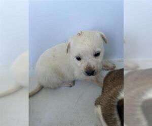 Labrador Retriever-Unknown Mix Dogs for adoption in Houston, TX, USA