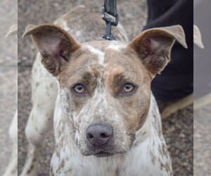 Labrador Retriever-Red Heeler Mix Dogs for adoption in Huntley, IL, USA