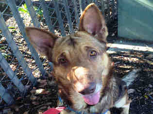 German Shepherd Dog Dogs for adoption in Alameda, CA, USA