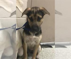 German Shepherd Dog Dogs for adoption in Conroe, TX, USA