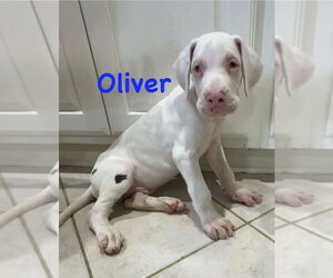 Great Dane Dogs for adoption in Bullard, TX, USA