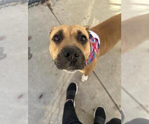 Mutt Dogs for adoption in Tulsa, OK, USA