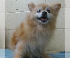 Pomeranian Dogs for adoption in Downey, CA, USA