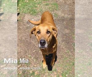 Labrador Retriever-Unknown Mix Dogs for adoption in San Antonio, TX, USA