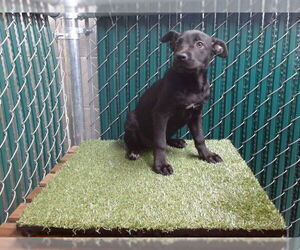 Labrador Retriever-Unknown Mix Dogs for adoption in Downey, CA, USA