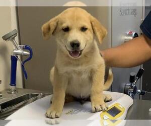 Labrador Retriever-Unknown Mix Dogs for adoption in Visalia, CA, USA