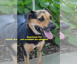 Mutt Dogs for adoption in Thibodaux, LA, USA